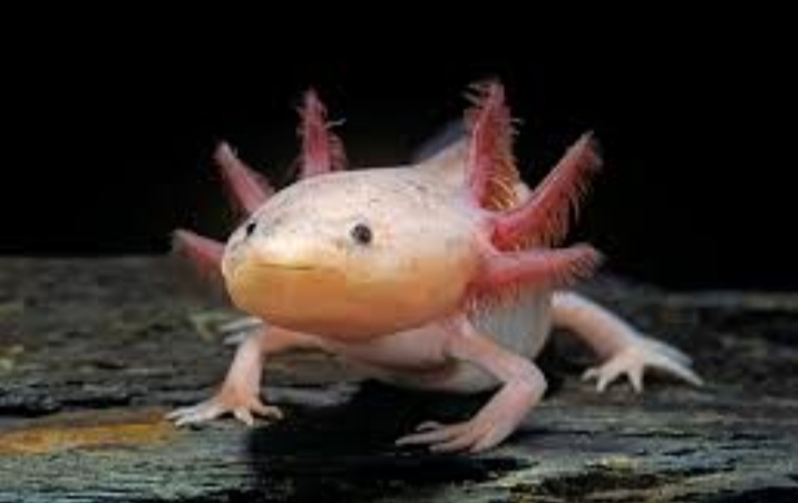 Axolotl