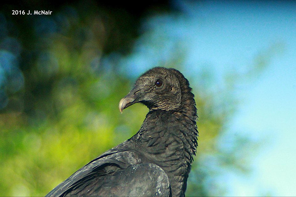 Black Vulture