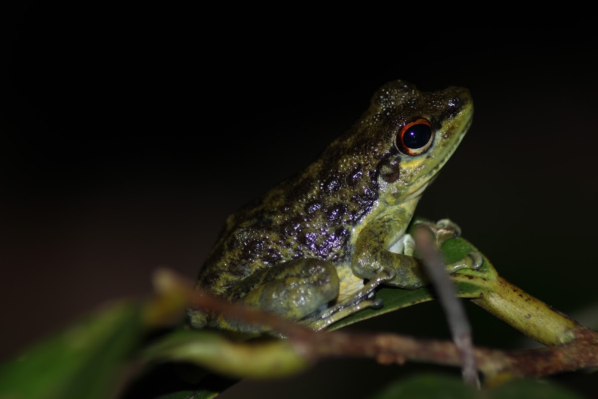 Palawan Rock Frog