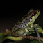 Palawan Rock Frog