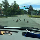 Canada Geese