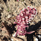 Butterbur