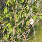 Warbling Vireo