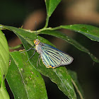 Green-striped Palmer