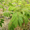 Mimosa tree (Ακακία Κωνσταντινουπόλεως)