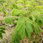 Mimosa tree (Ακακία Κωνσταντινουπόλεως)