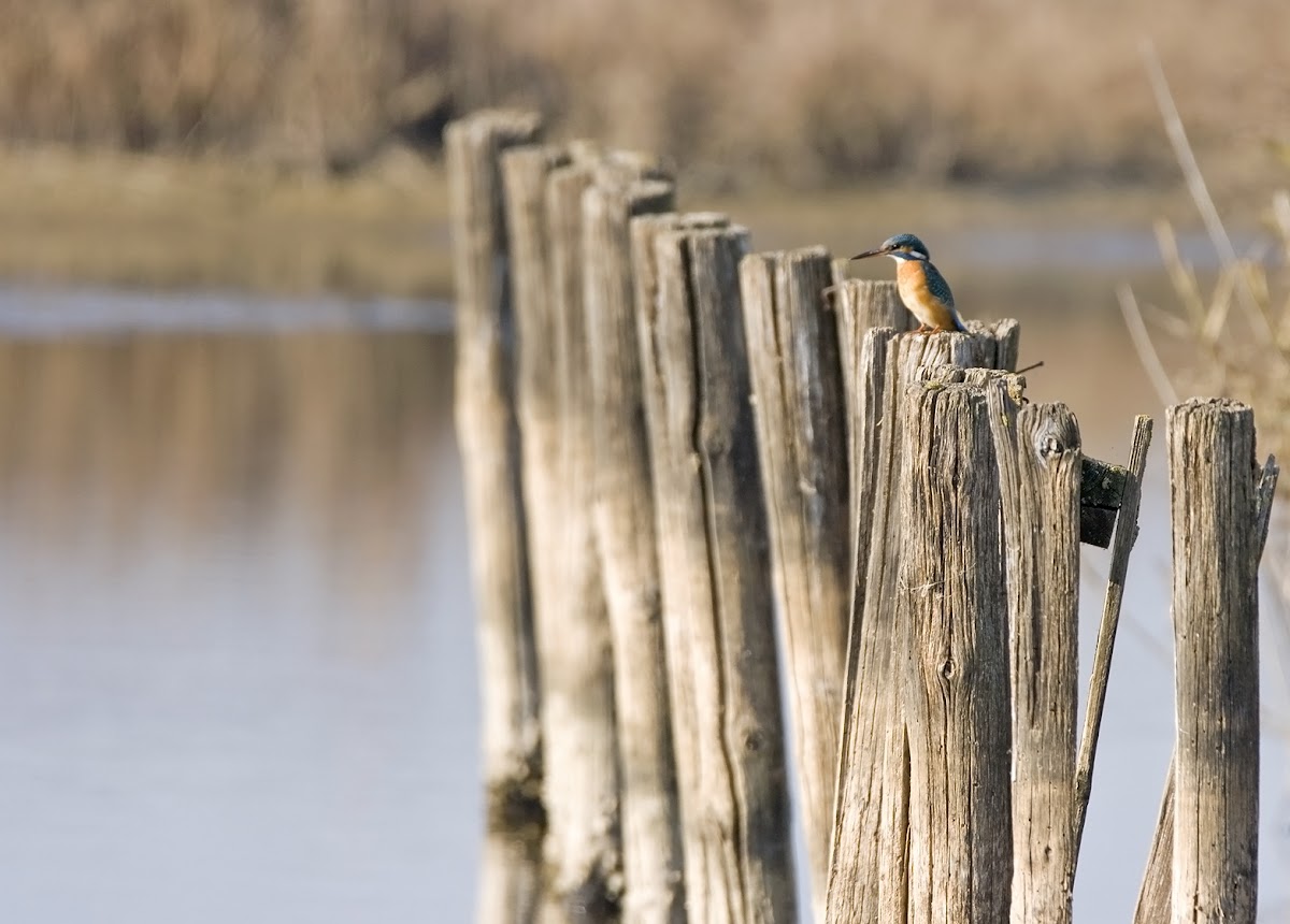 Common Kingfisher