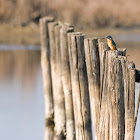 Common Kingfisher