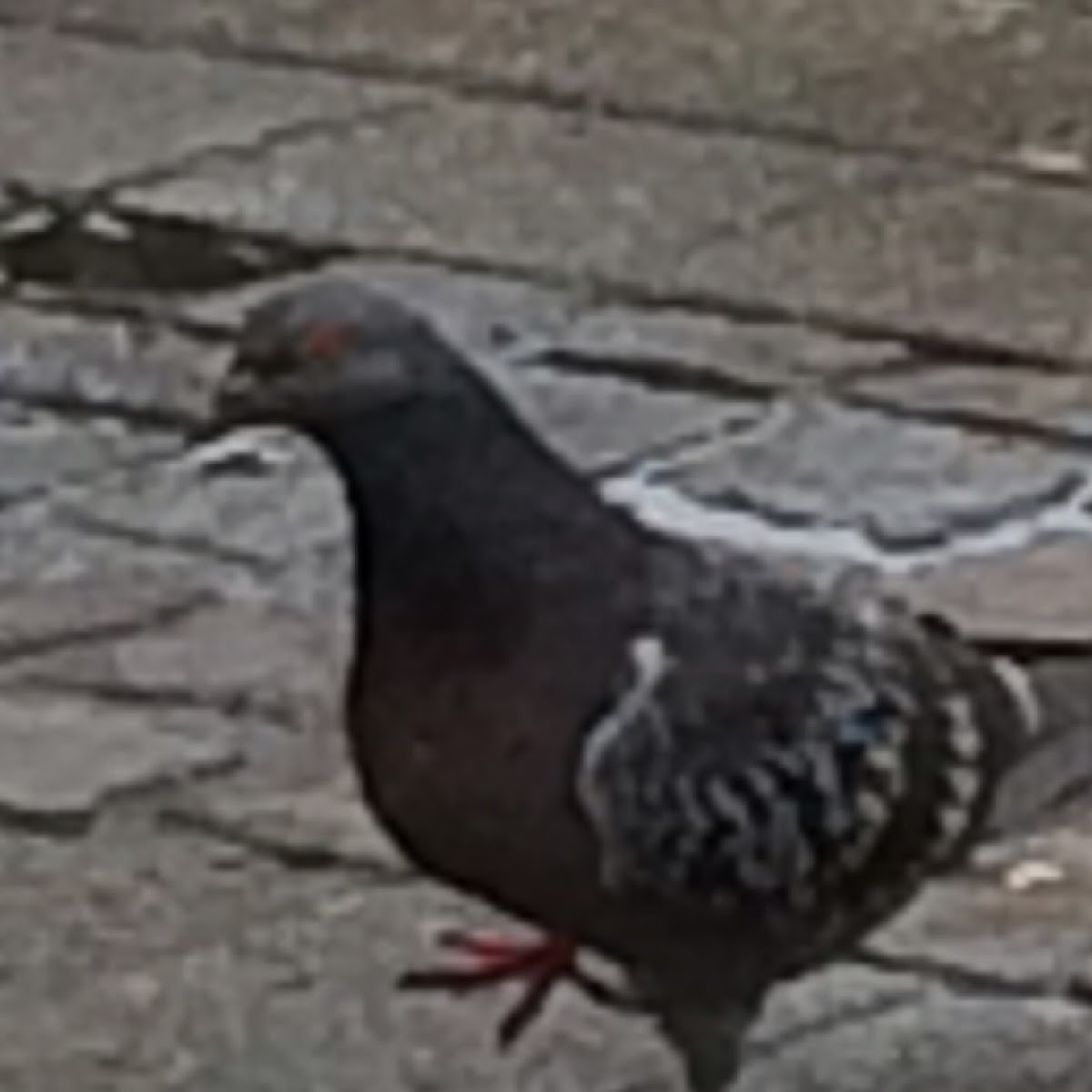 Rock pigeon