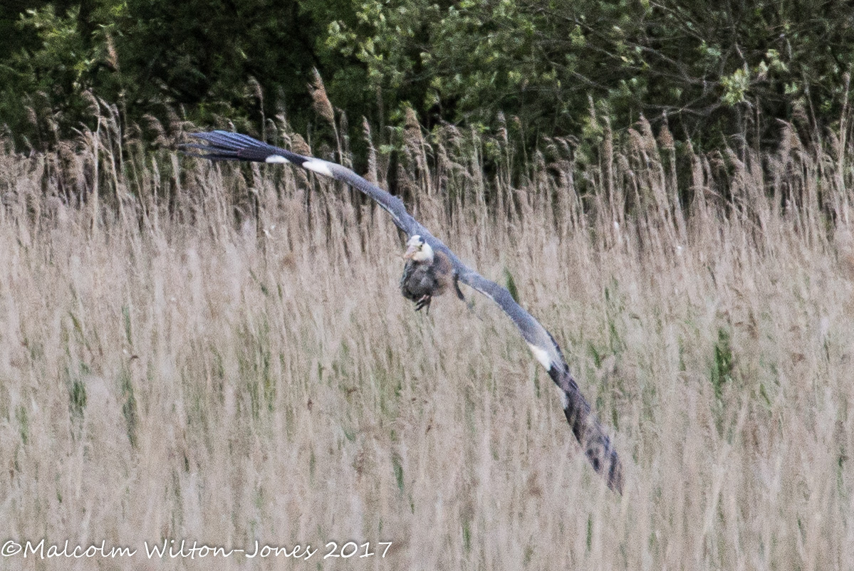 Grey Heron