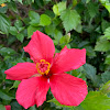 Hawaiian Hibiscus