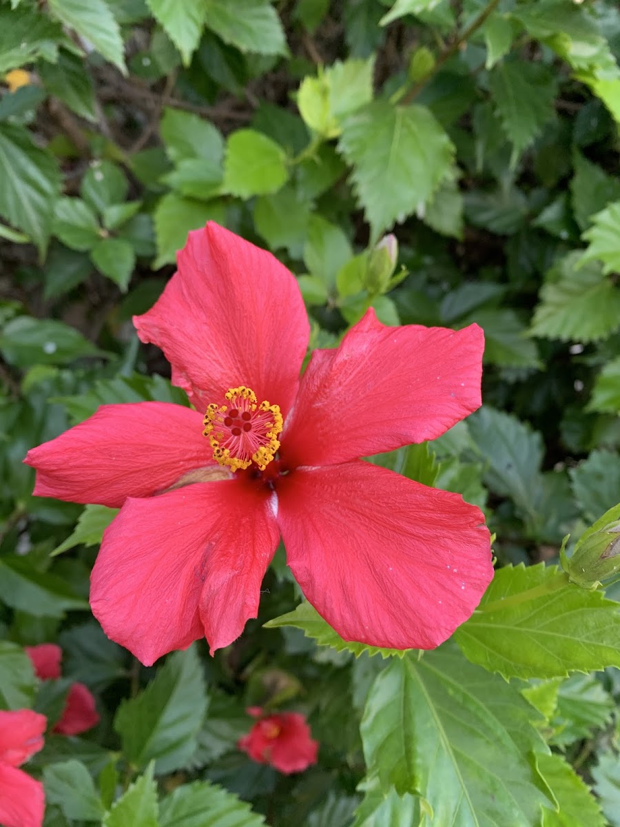 Hawaiian Hibiscus