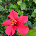 Hawaiian Hibiscus