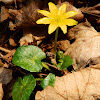 Lesser celandine