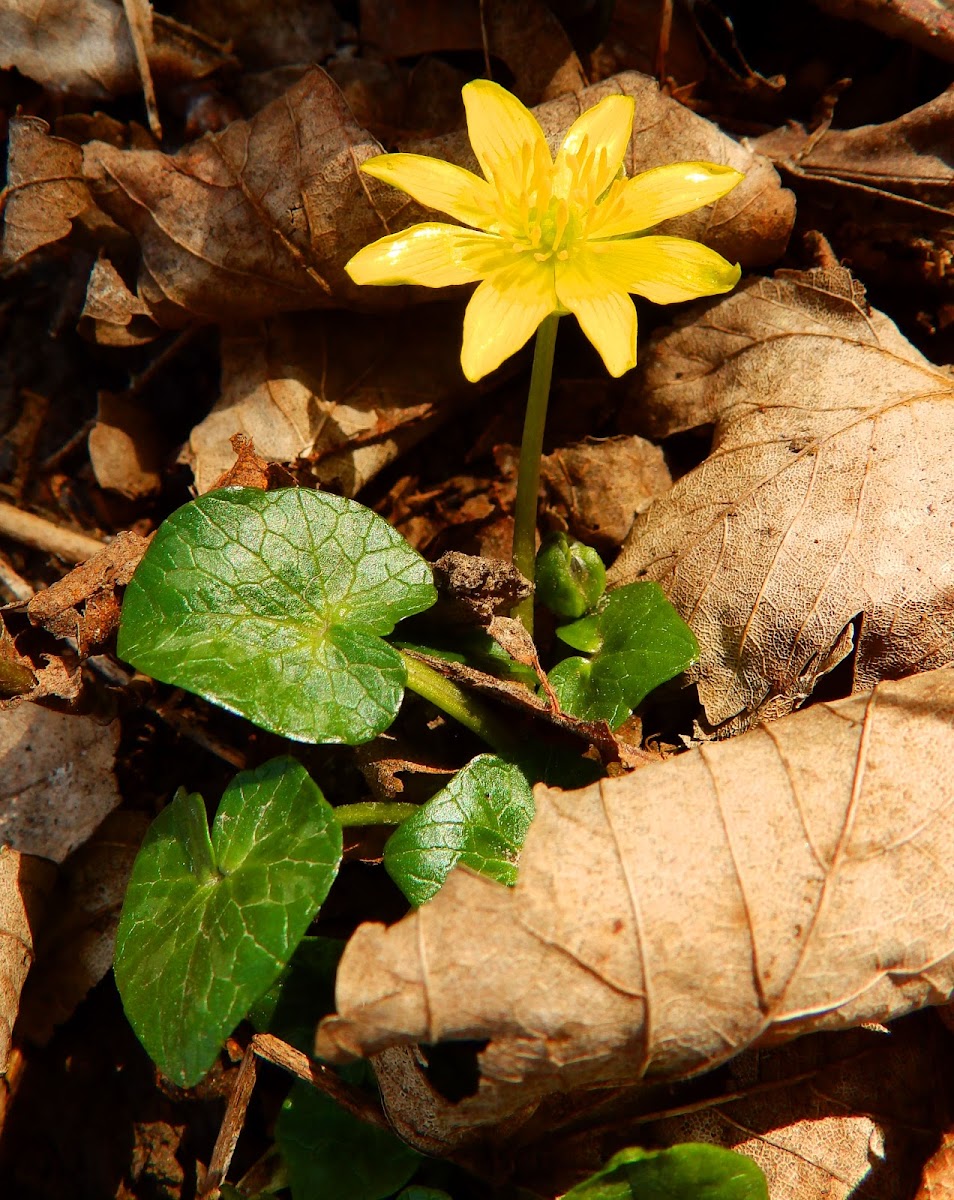 Lesser celandine