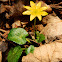 Lesser celandine