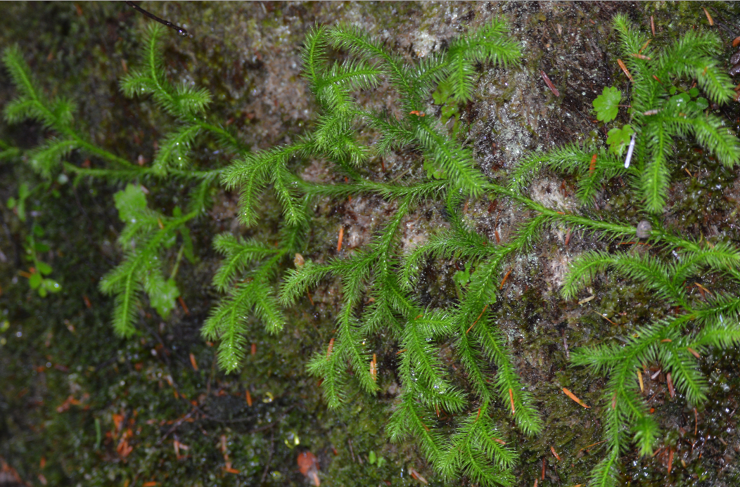 Oregon spikemoss