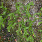 Oregon spikemoss