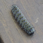 Nevada Buck Moth Caterpillar