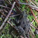 Southern Pickerel Frog