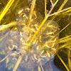 Pacific Tree Frog egg clusters