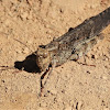 Red-winged grasshopper