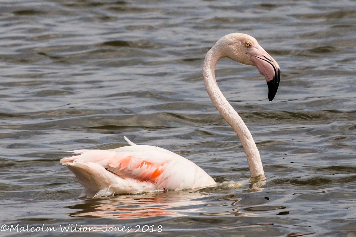 Greater Flamingo; Flamenco