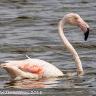 Greater Flamingo; Flamenco