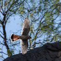 American Kestrel