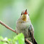 Broad-billed Hummingbird