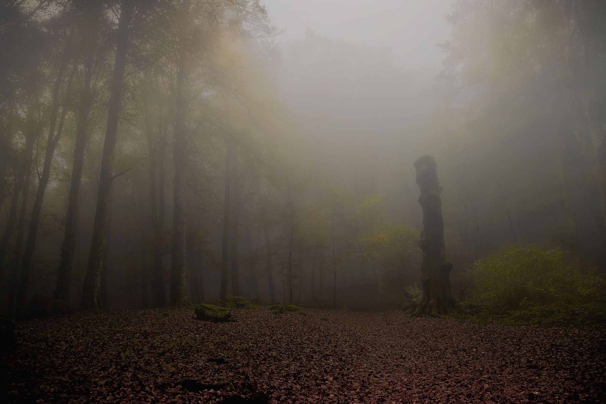 Perdersi nella nebbia di paolo1954