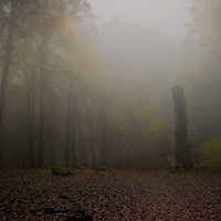 Perdersi nella nebbia di 