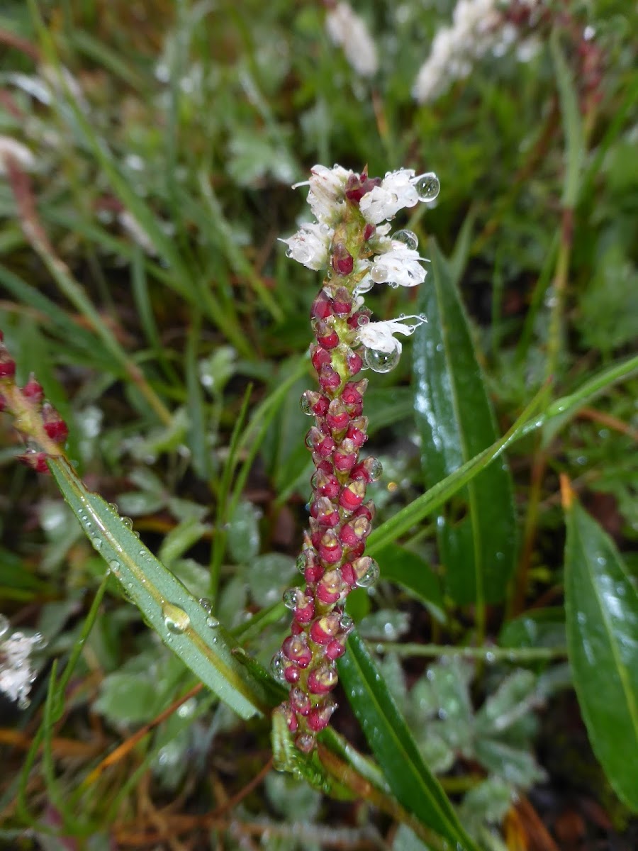 Alpine Bistort