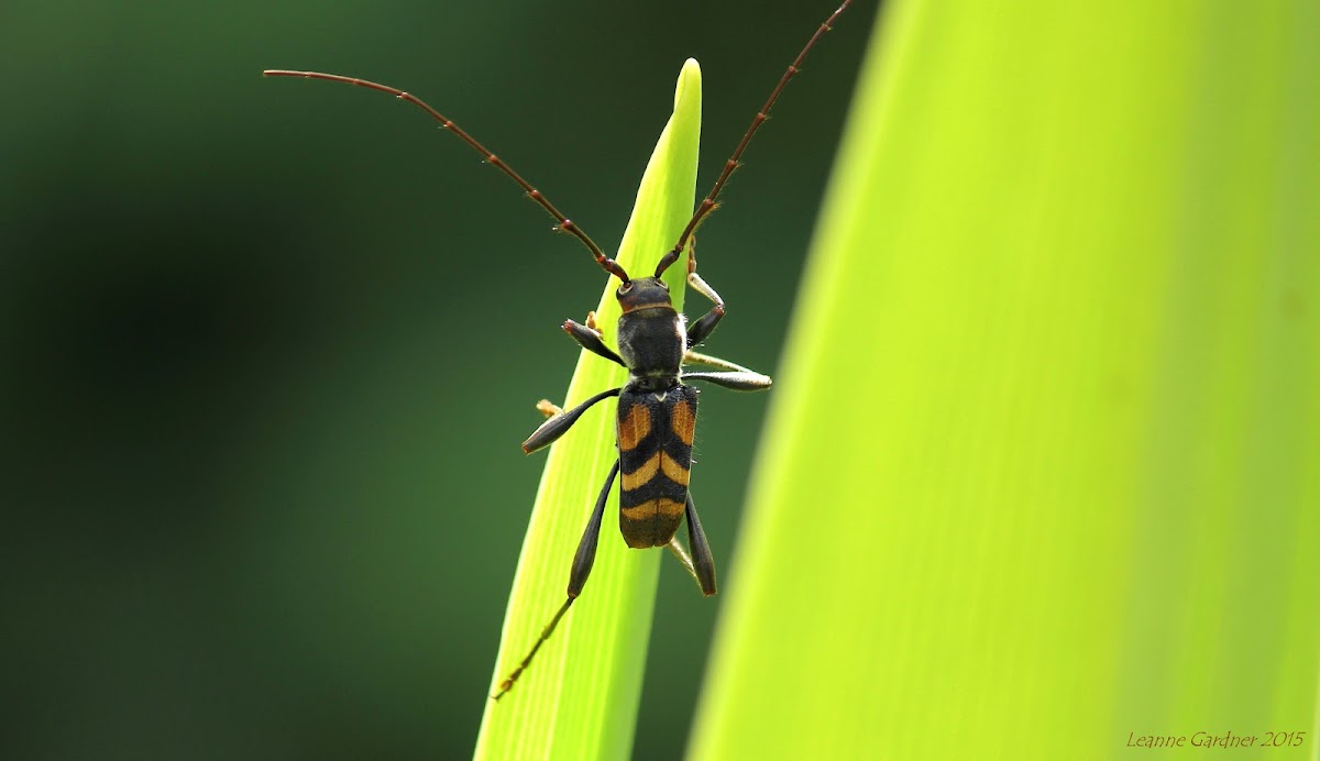 Flower Longicorn Beetle