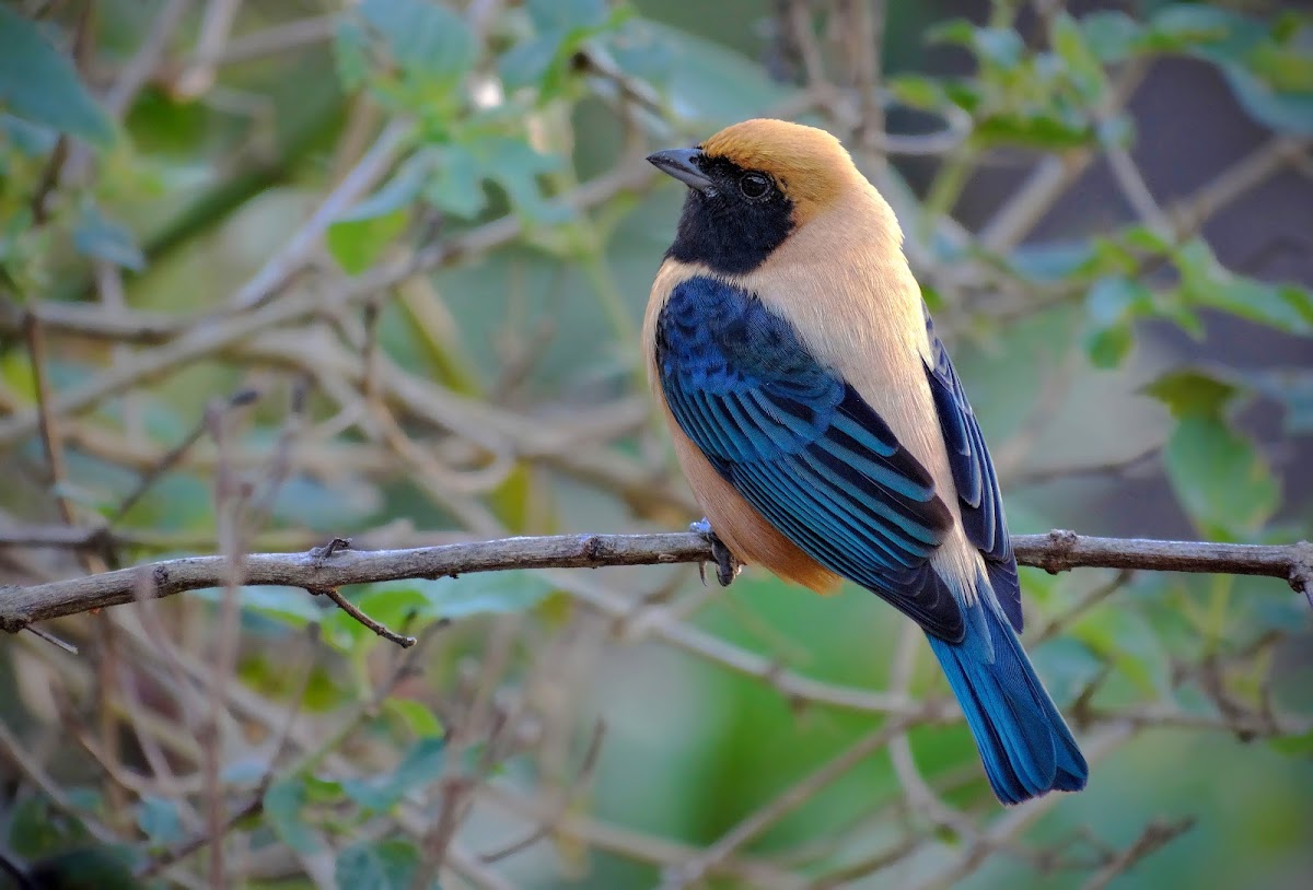 Burnished-buff tanager