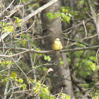 Yellowhammer