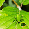 Katydid