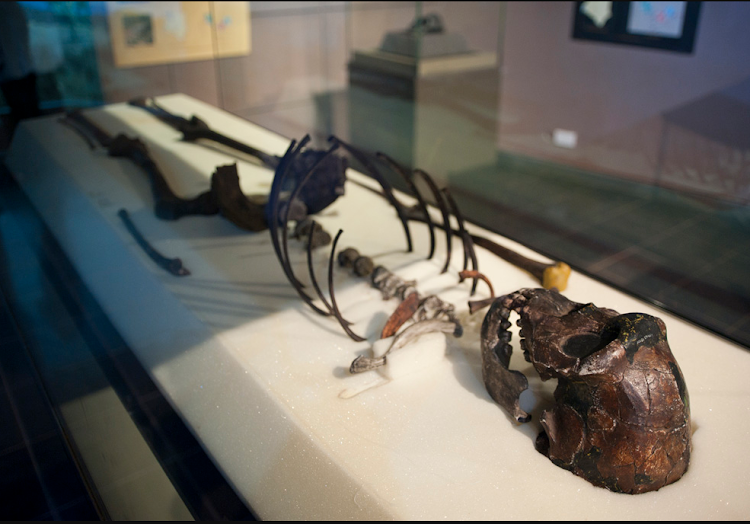 Fossil of 1.6 million-year-old Turkana Boy.