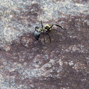 Golden carpenter ant