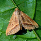 The Sugarcane Looper Moth