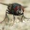 Common Greenbottle