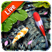 Koi Fish Live Wallpaper  Icon