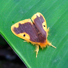 Orange-lined Tussock Moth