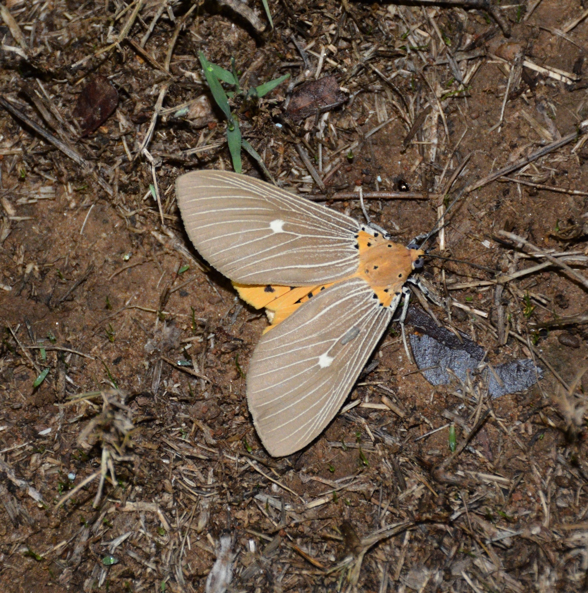 Tropical Tiger Moth