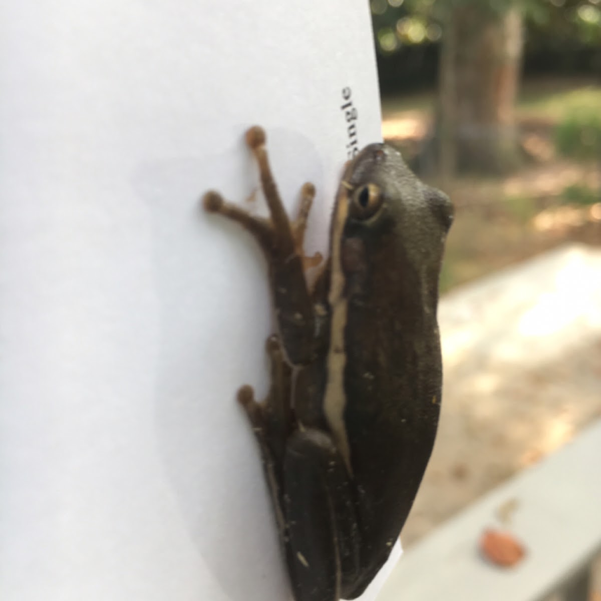 American Green Treefrog