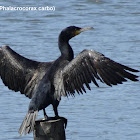 Great Cormorant