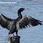 Great Cormorant