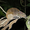 Short-horned Chameleon