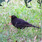 Blackbird