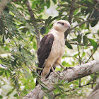 Yellow-headed caracara